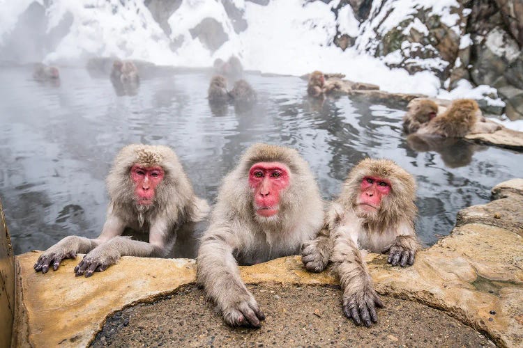 A Group Of Japanese Macaques (Snow Monkeys) Taking A Bath In A Hot Spring