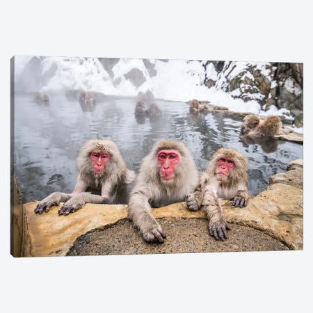 A Group Of Japanese Macaques (Snow Monkeys) Taking A Bath In A Hot Spring Canvas Print #JNB1511} by Jan Becke Canvas Wall Art