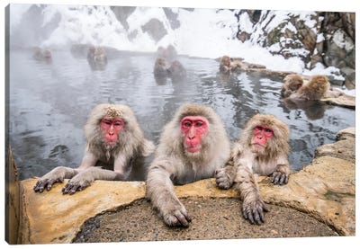 A Group Of Japanese Macaques (Snow Monkeys) Taking A Bath In A Hot Spring Canvas Art Print - Monkey Art