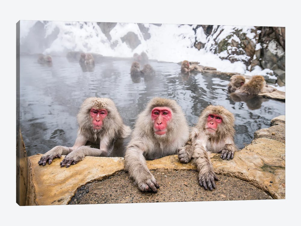 A Group Of Japanese Macaques (Snow Monkeys) Taking A Bath In A Hot Spring by Jan Becke 1-piece Canvas Artwork