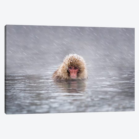 Snow Monkey (Japanese Macaque) In A Hot Spring During A Snowstorm Canvas Print #JNB1512} by Jan Becke Canvas Art