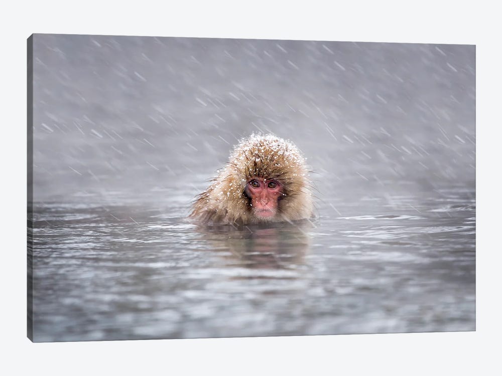 Snow Monkey (Japanese Macaque) In A Hot Spring During A Snowstorm by Jan Becke 1-piece Canvas Print