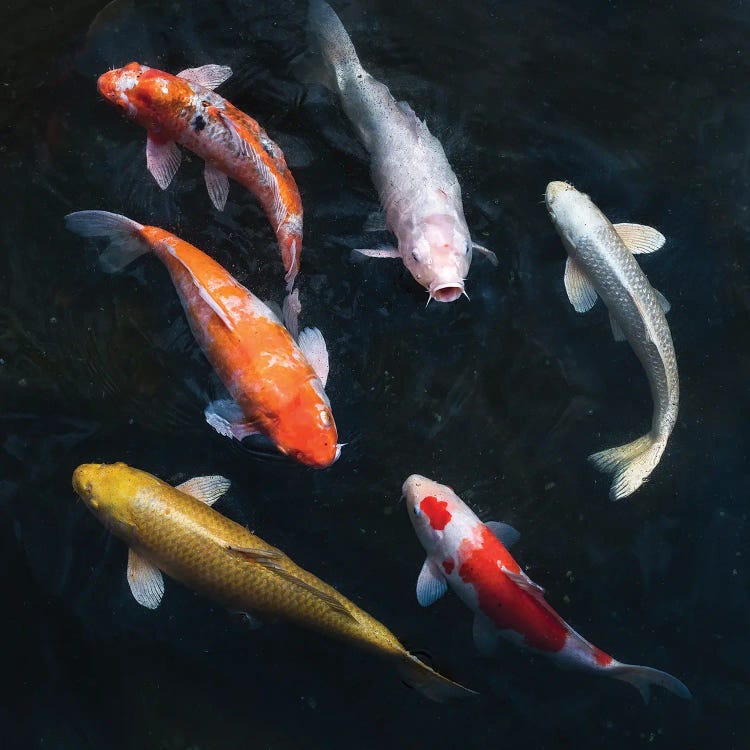 Colorful Koi Carps In A Garden Pond