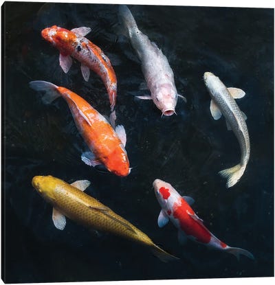 Colorful Koi Carps In A Garden Pond Canvas Art Print - Koi Fish Art