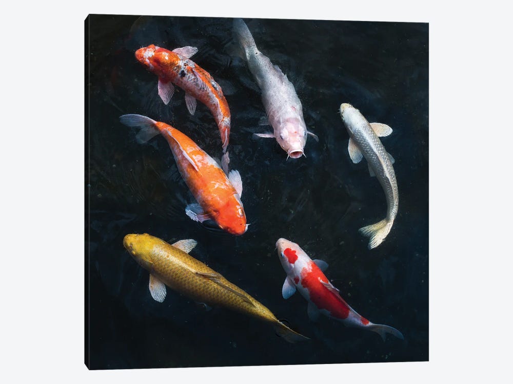 Colorful Koi Carps In A Garden Pond by Jan Becke 1-piece Canvas Wall Art