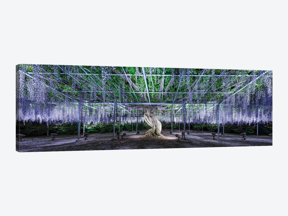 Panoramic View Of A Giant Wisteria Tree At The Ashikaga Flower Park, Tochigi Prefecture, Japan by Jan Becke 1-piece Canvas Print
