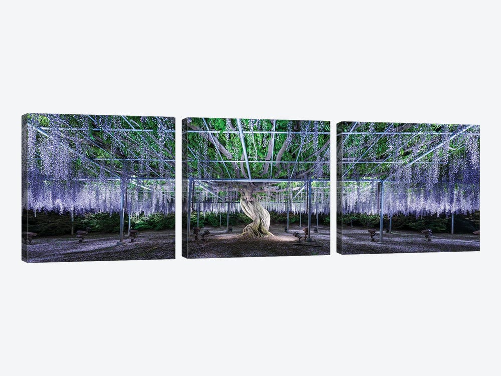 Panoramic View Of A Giant Wisteria Tree At The Ashikaga Flower Park, Tochigi Prefecture, Japan by Jan Becke 3-piece Canvas Print