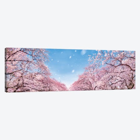 Panoramic View Of Cherry Blossom Trees In Full Bloom Canvas Print #JNB1537} by Jan Becke Canvas Art Print