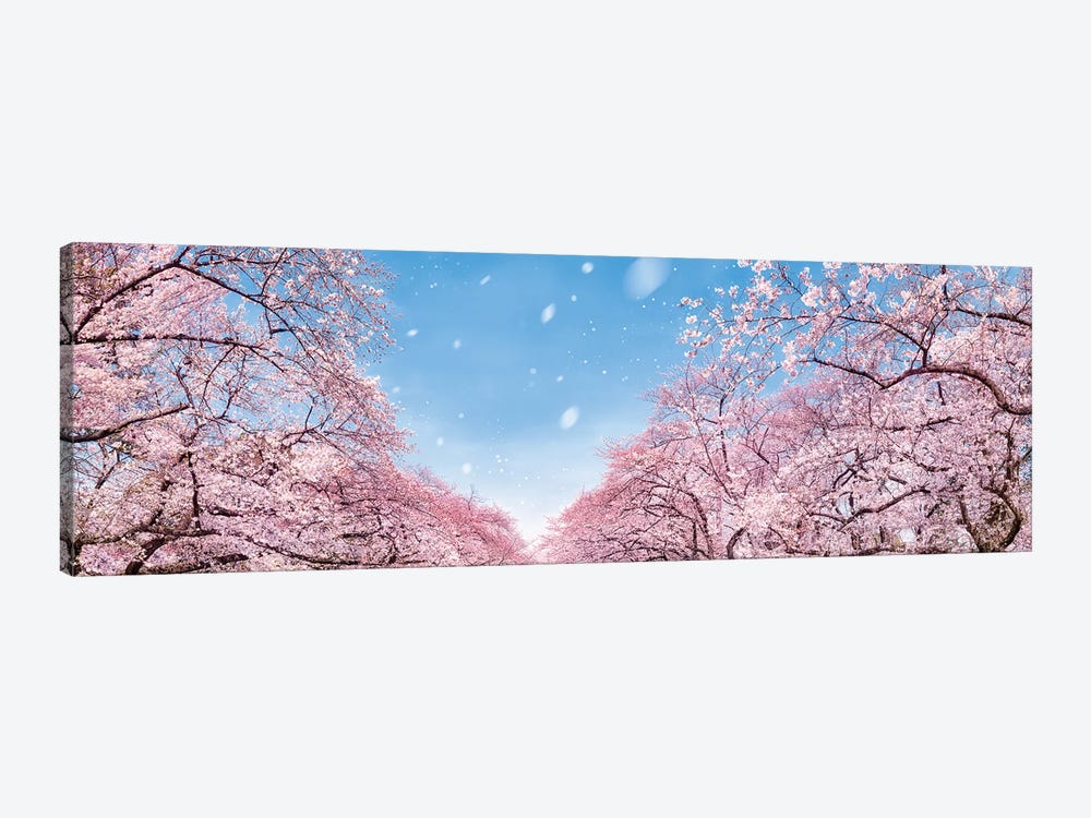 Panoramic View Of Cherry Blossom Trees In Full Bloom by Jan Becke 1-piece Canvas Artwork