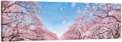 Panoramic View Of Cherry Blossom Trees In Full Bloom Canvas Art Print - Japan Art