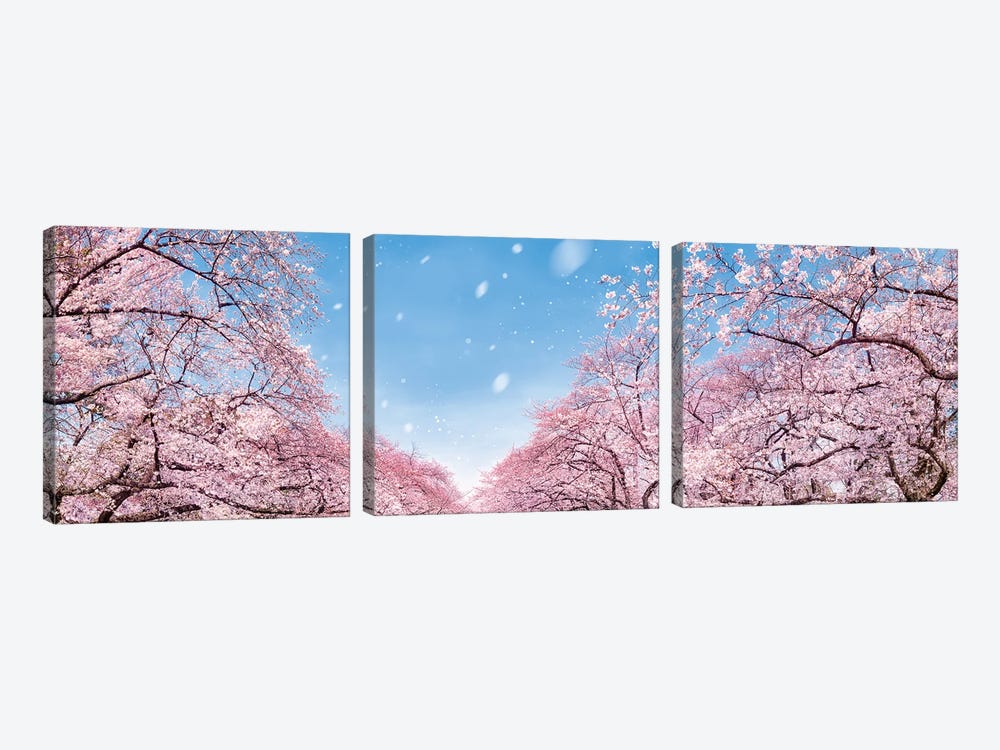 Panoramic View Of Cherry Blossom Trees In Full Bloom by Jan Becke 3-piece Canvas Artwork