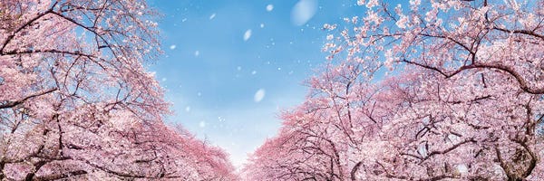 Japan: Panoramic View Of Cherry Blossom Trees In Full Bloom by Jan Becke
