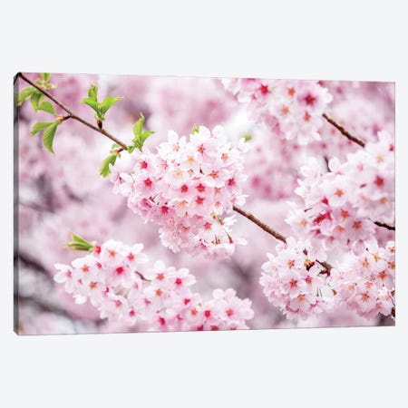 Cherry Blossom Tree Close Up Canvas Print #JNB1540} by Jan Becke Canvas Art Print