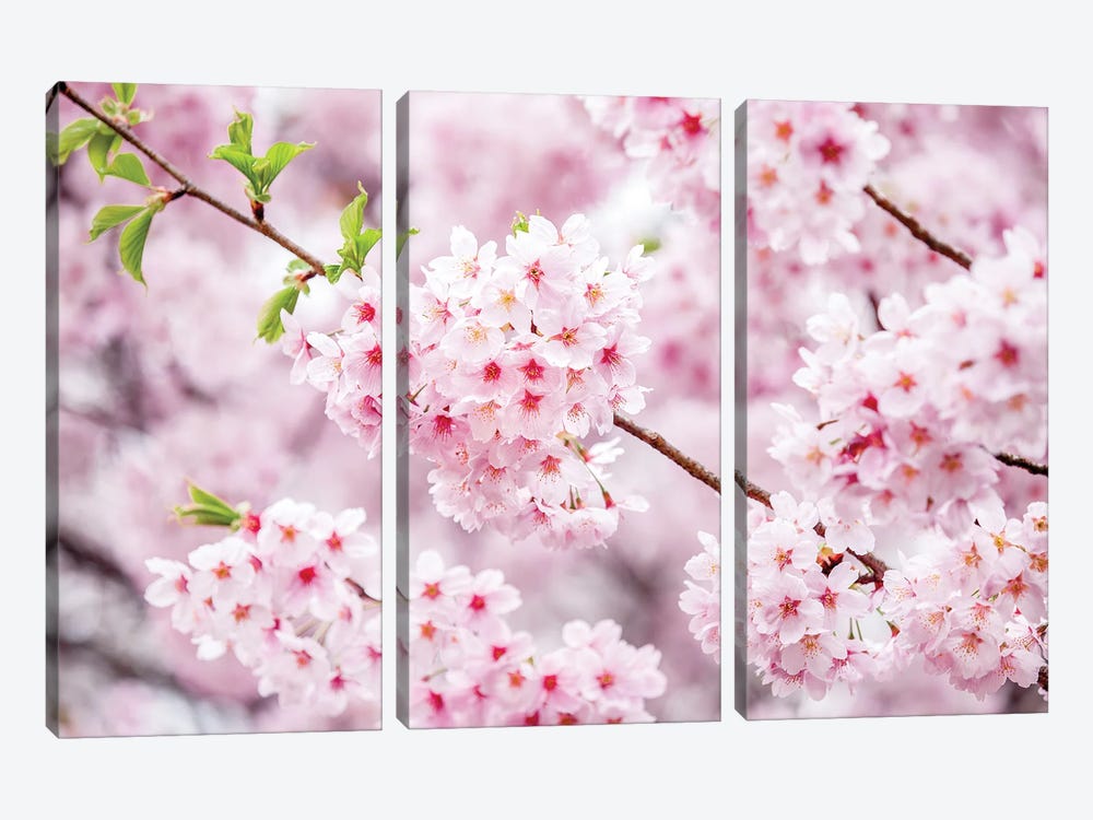 Cherry Blossom Tree Close Up by Jan Becke 3-piece Canvas Art