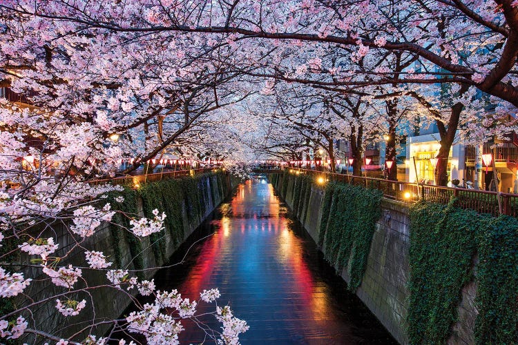 Nakameguro Cherry Blossom Festival At Night, Tokyo, Japan