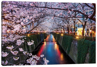 Nakameguro Cherry Blossom Festival At Night, Tokyo, Japan Canvas Art Print - Tokyo Art