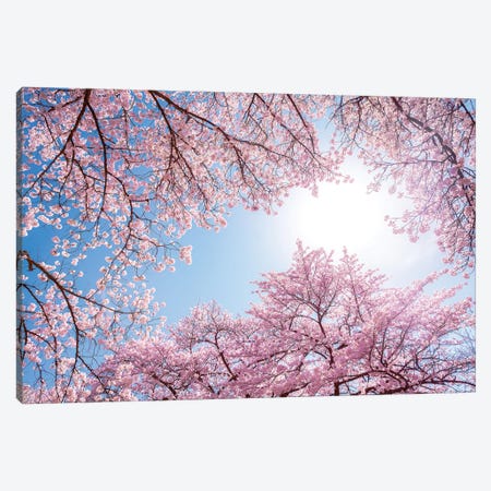 Cherry Blossom In Spring Canvas Print #JNB1542} by Jan Becke Canvas Art Print
