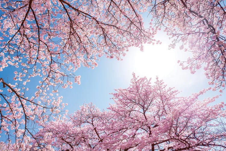 Cherry Blossom In Spring