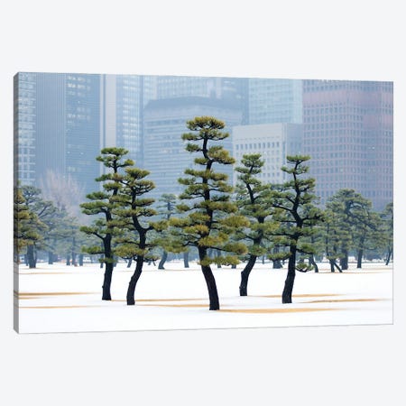Pine Trees At The Kokyo Gaien National Garden In Tokyo Canvas Print #JNB1568} by Jan Becke Canvas Print