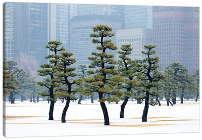Pine Trees At The Kokyo Gaien National Garden In Tokyo Canvas Art Print - Tokyo Art