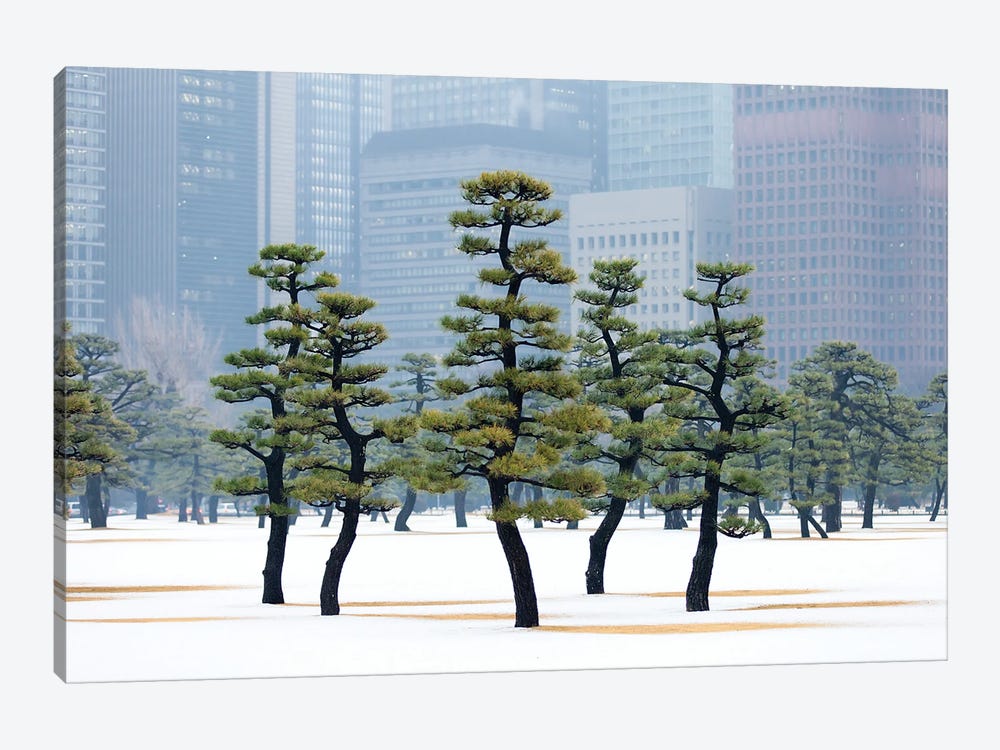 Pine Trees At The Kokyo Gaien National Garden In Tokyo by Jan Becke 1-piece Canvas Art