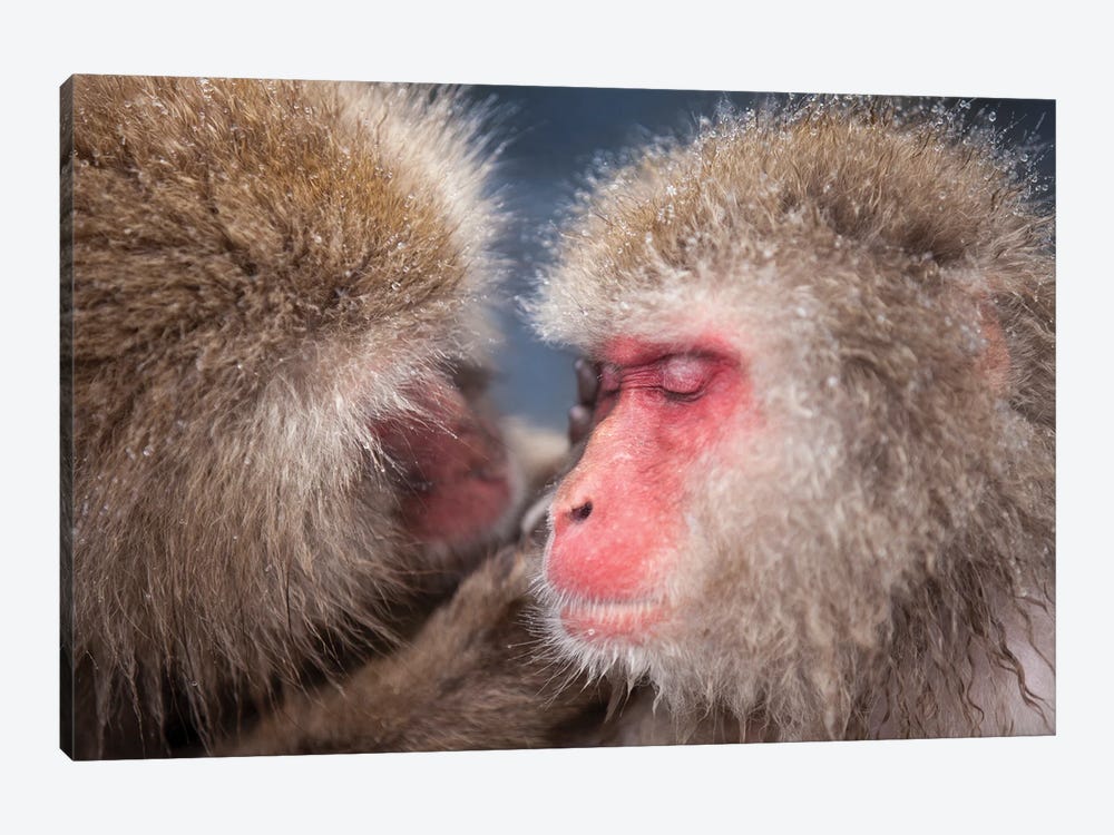 Snow Monkeys (Japanese Macaques) At The Jigokudani Monkey Park by Jan Becke 1-piece Art Print