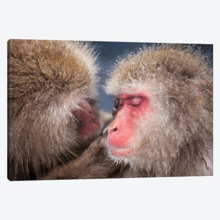 Snow Monkeys (Japanese Macaques) At The Jigokudani Monkey Park Canvas Print #JNB1581} by Jan Becke Art Print