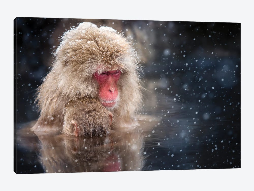 Snow Monkeys (Japanese Macaques) In A Hot Sprint At The Jigokudani Monkey Park by Jan Becke 1-piece Canvas Art