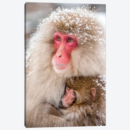 Japanese Macaques (Snow Monkeys) In Japan Canvas Print #JNB1583} by Jan Becke Canvas Print