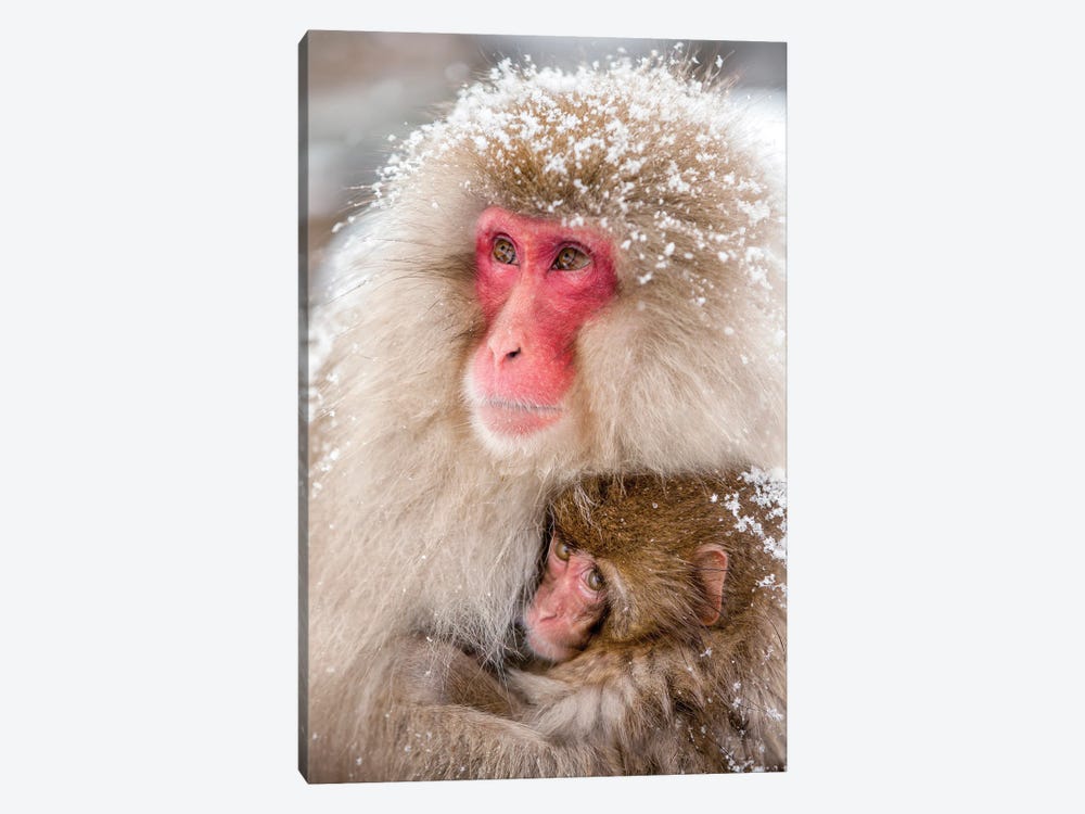 Japanese Macaques (Snow Monkeys) In Japan by Jan Becke 1-piece Canvas Art Print