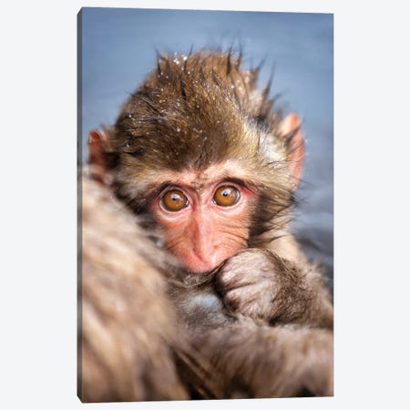 Young Japanese Macaques (Snow Monkey) Canvas Print #JNB1584} by Jan Becke Canvas Wall Art
