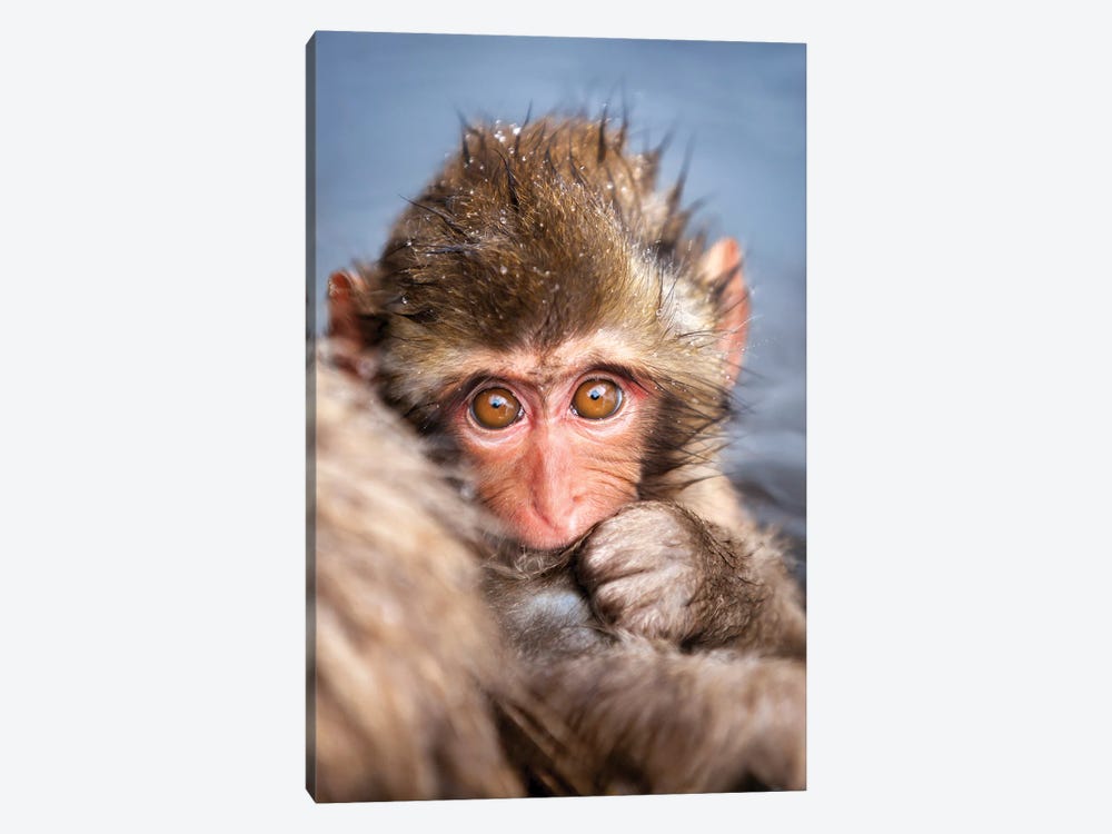Young Japanese Macaques (Snow Monkey) by Jan Becke 1-piece Canvas Wall Art