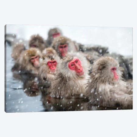Snow Monkeys (Japanese Macaques) Relaxing In A Hot Spring, Nagano, Japan Canvas Print #JNB1586} by Jan Becke Canvas Artwork