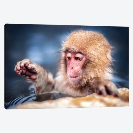 Young Japanese Macaque (Snow Monkey) Playing Canvas Print #JNB1587} by Jan Becke Canvas Wall Art