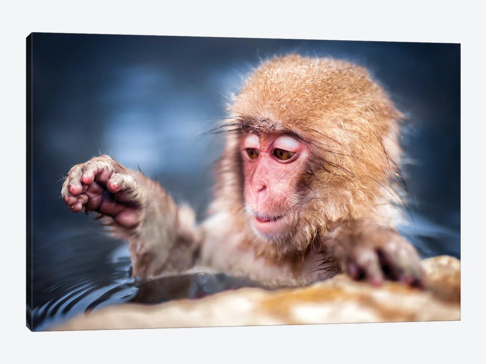 Young Japanese Macaque (Snow Monkey) Playing by Jan Becke 1-piece Canvas Art Print