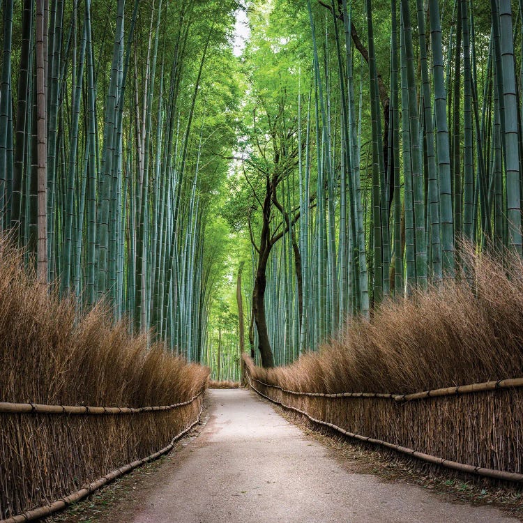 Arashiyama Bamboo Forest, Kyoto, Japan by Jan Becke wall art