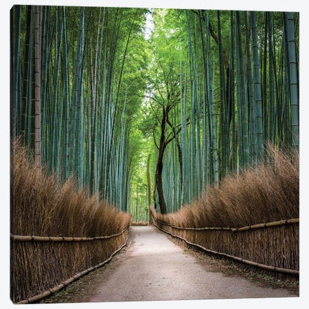 Arashiyama Bamboo Forest, Kyoto, Japan Canvas Print #JNB1596} by Jan Becke Canvas Print