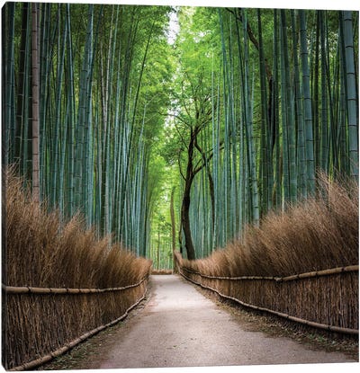 Arashiyama Bamboo Forest, Kyoto, Japan Canvas Art Print - Arashiyama Bamboo Forest