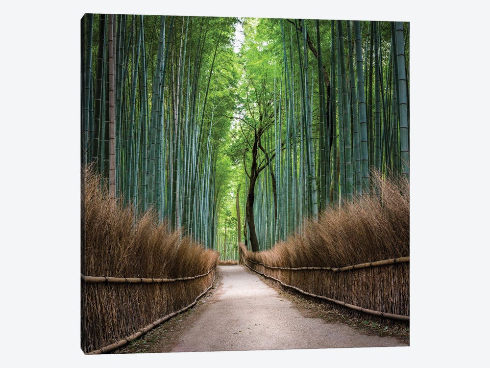 Arashiyama Bamboo Forest, Kyoto, Japan by Jan Becke 1-piece Canvas Art Print