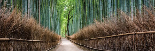 Trails, Paths & Roads: Panoramic View Of The Arashiyama Bamboo Forest, Kyoto, Japan by Jan Becke