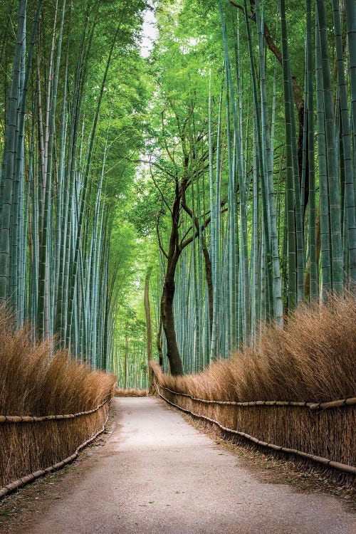 Arashiyama Bamboo Forest In Kyoto, Japan