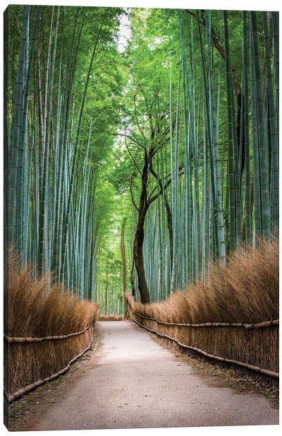 Arashiyama Bamboo Forest In Kyoto, Japan Canvas Art Print - Natural Wonders