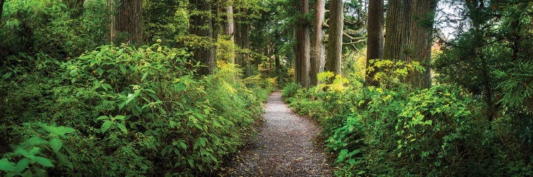 Ancient Cedar Avenue Between Moto-Hakone And Hakone-Machi, Hakone, Japan