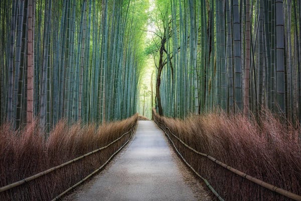 Wonders Of The World: Mysterious Arashiyama Bamboo Forest by Jan Becke