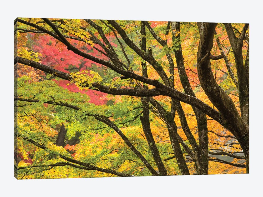 Shosenkyo Gorge National Park Near Kofu City, Yamanashi Prefecture, Japan by Jan Becke 1-piece Canvas Art
