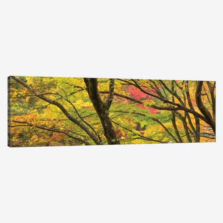Autumn Foliage At Shosenkyo Gorge National Park Near Kofu City, Yamanashi Prefecture, Japan Canvas Print #JNB1641} by Jan Becke Canvas Artwork