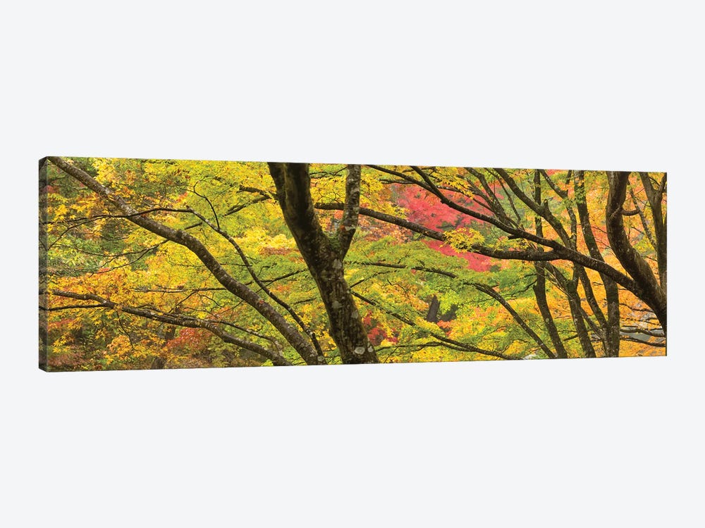 Autumn Foliage At Shosenkyo Gorge National Park Near Kofu City, Yamanashi Prefecture, Japan by Jan Becke 1-piece Canvas Art Print