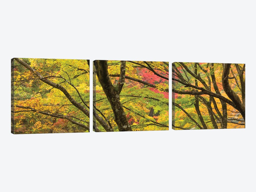 Autumn Foliage At Shosenkyo Gorge National Park Near Kofu City, Yamanashi Prefecture, Japan by Jan Becke 3-piece Art Print
