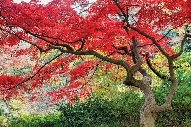 Japanese Maple Tree In Autumn Season by Jan Becke wall art