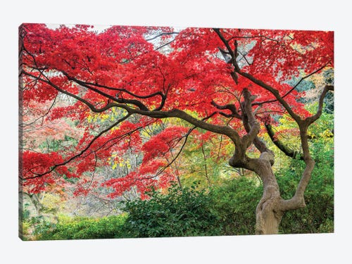 Japanese Autumn Leaves Trees Canvas Wall Art Picture Print 